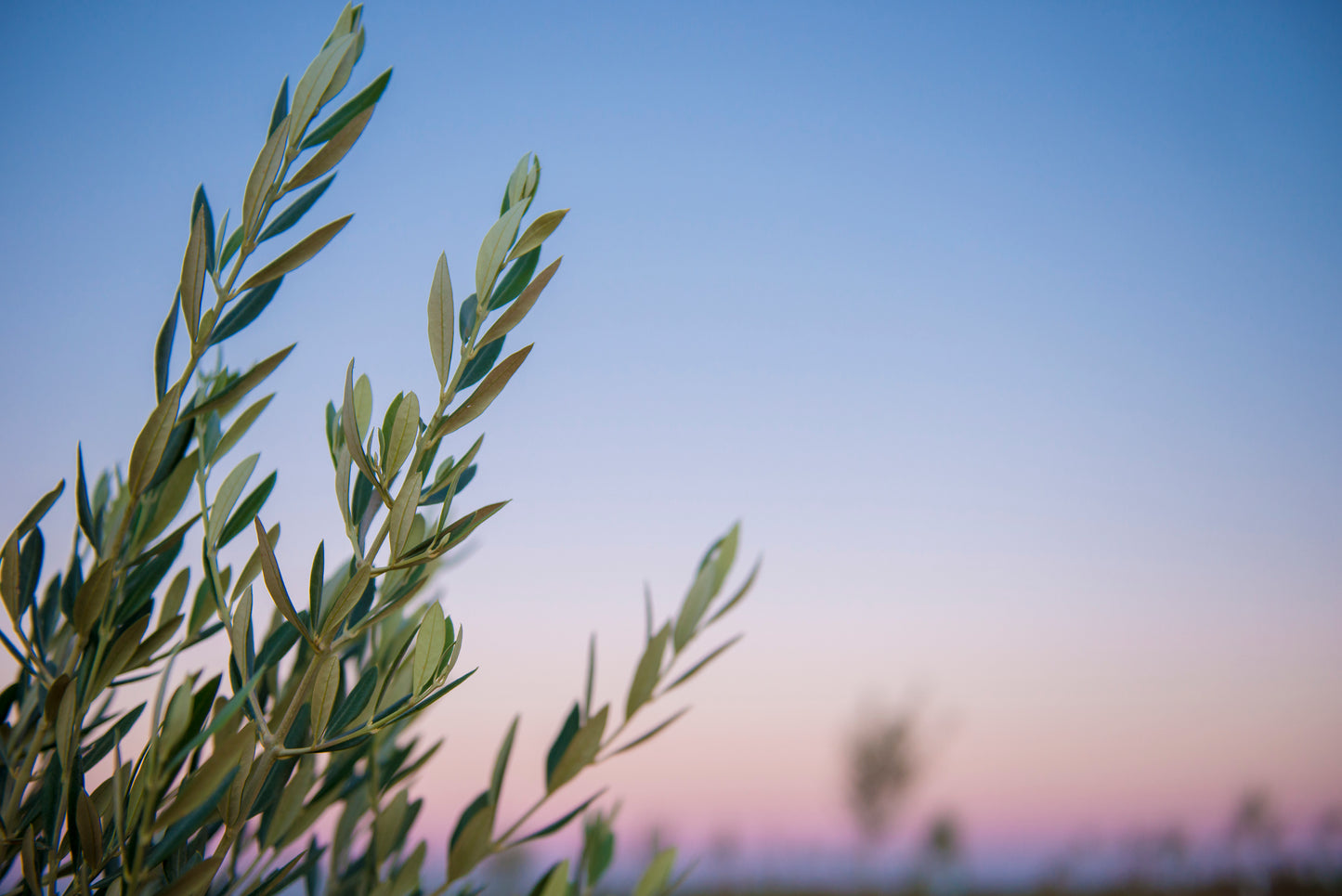Leaves of the Olive Trees| Australian Extra Virgin Olive Oil | Cobram Estate AU