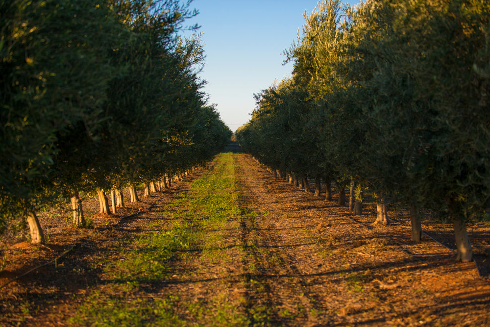 A Hectare of Olive Trees | Australian Extra Virgin Olive Oil | Cobram Estate AU