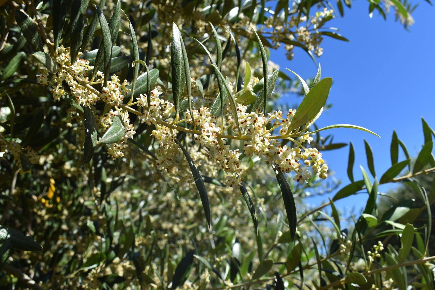 Cobram Estate AU