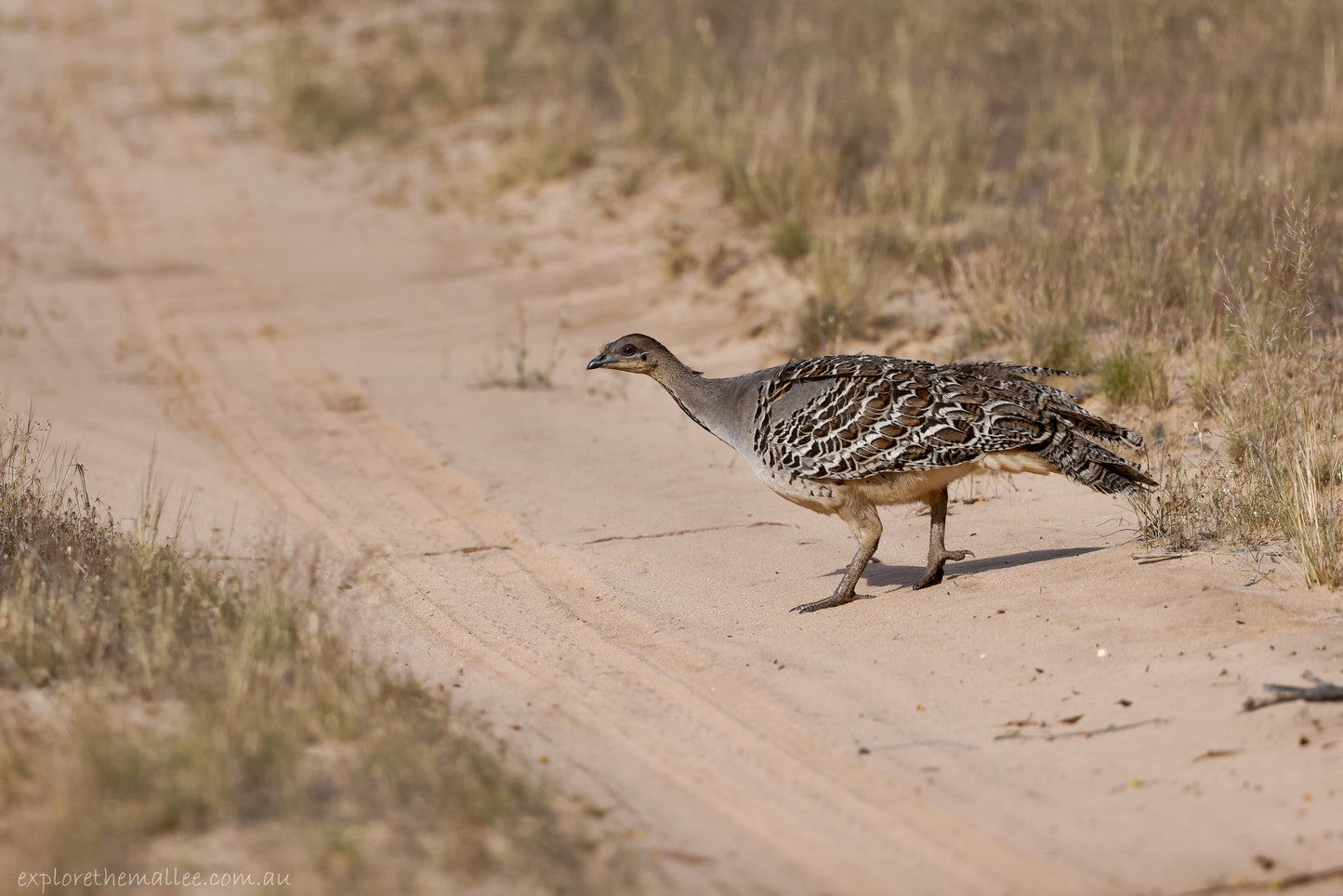 Malleefowl - Stocky Ground-Dwelling Australian Bird | Extra Virgin Olive Oil | Cobram Estate AU