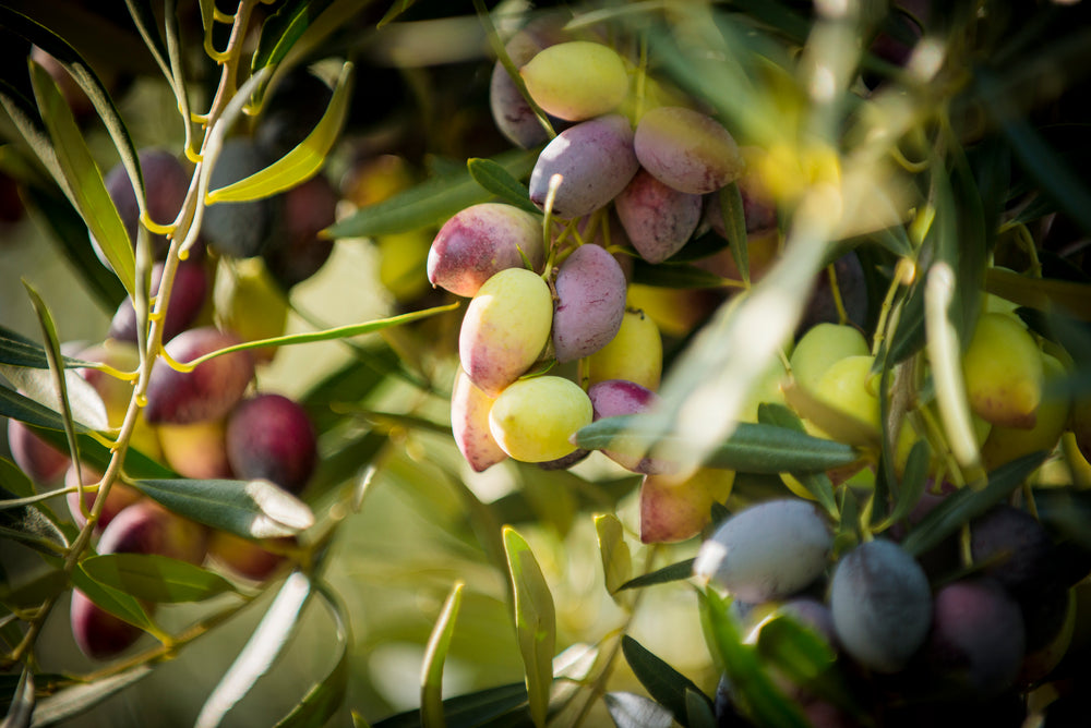 Olive Fruits in a Olive Trees | Australian Extra Virgin Olive Oil | Cobram Estate AU