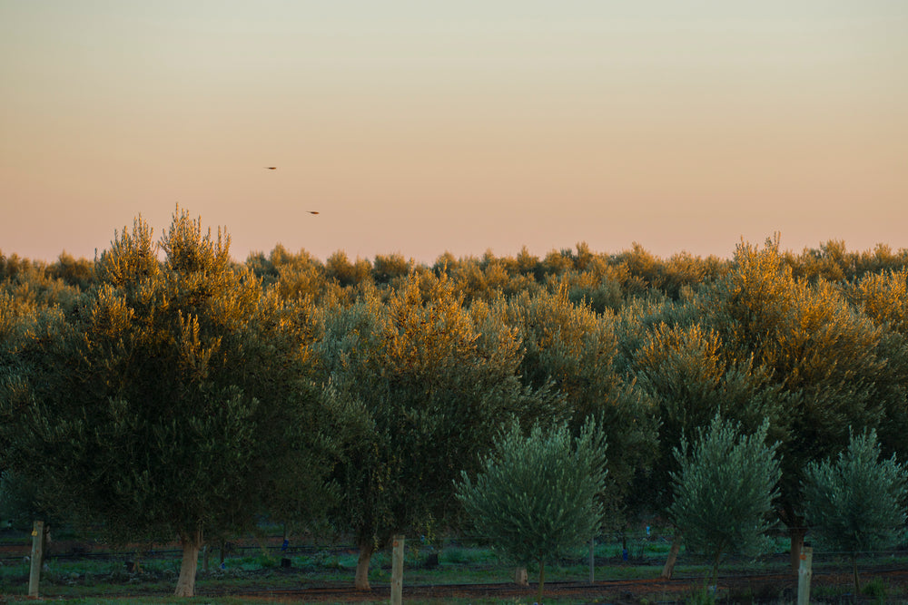 A Field of Olive Trees | Australian Extra Virgin Olive Oil | Cobram Estate AU