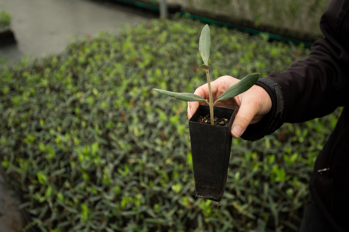 Olive Plant in Small Pot | Australian Extra Virgin Olive Oil | Cobram Estate AU