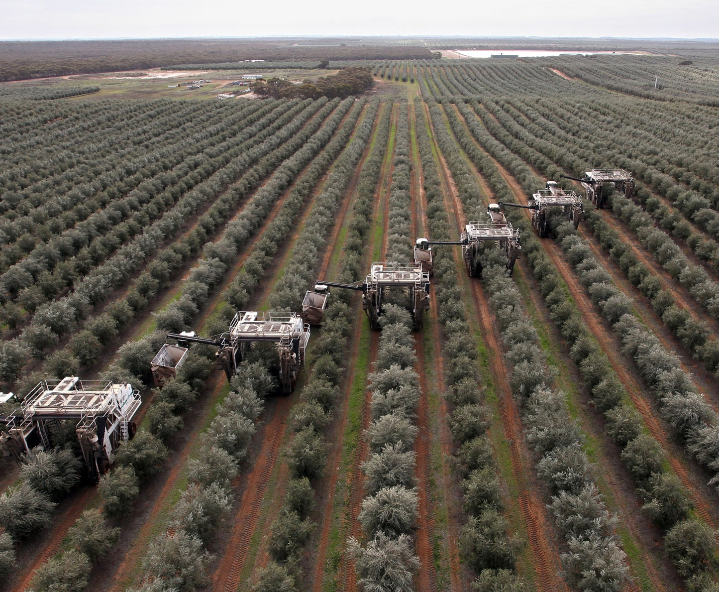 Cobram Olive Oil Groves | Australian Extra Virgin Olive Oil | Cobram Estate AU