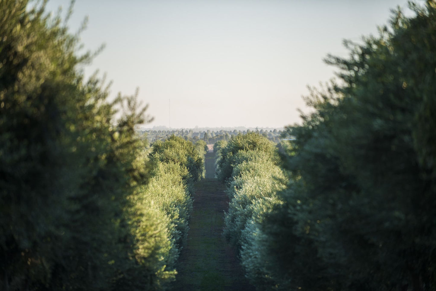 Cobram Estate AU