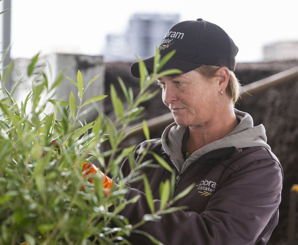 Cobram Estate AU