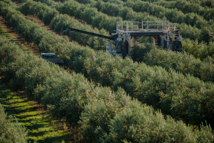 Olive Trees Harvest Process | Australian Extra Virgin Olive Oil | Cobram Estate AU
