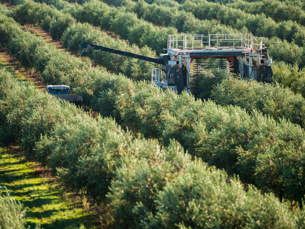 Colossus and Optimus Harvesting Machines | Australian Extra Virgin Olive Oil | Cobram Estate AU